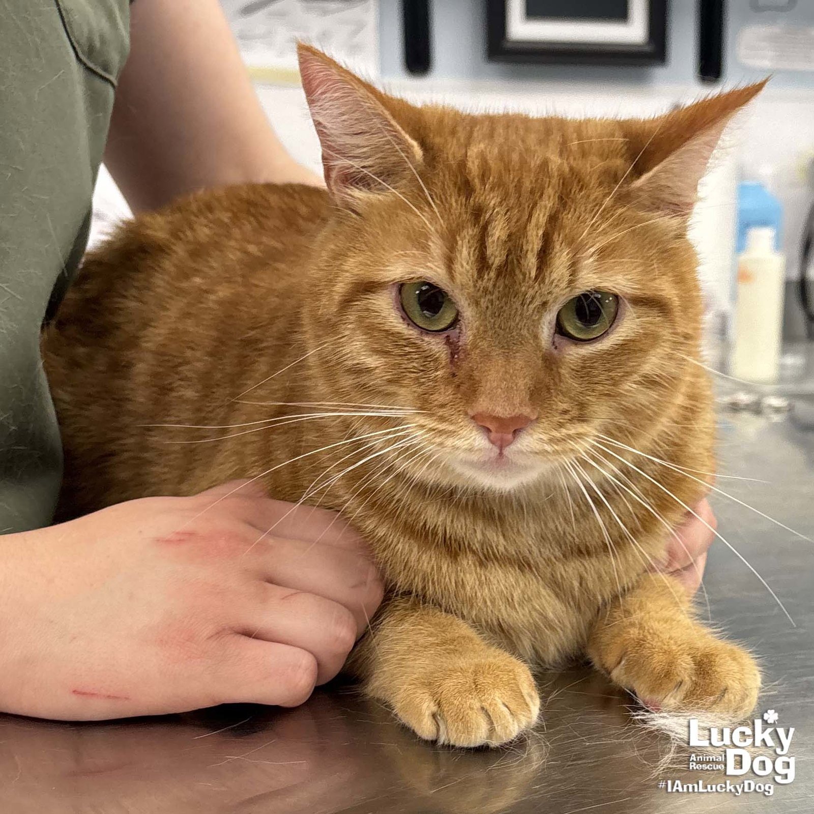 RUSTY - Domestic Short Hair available for adoption