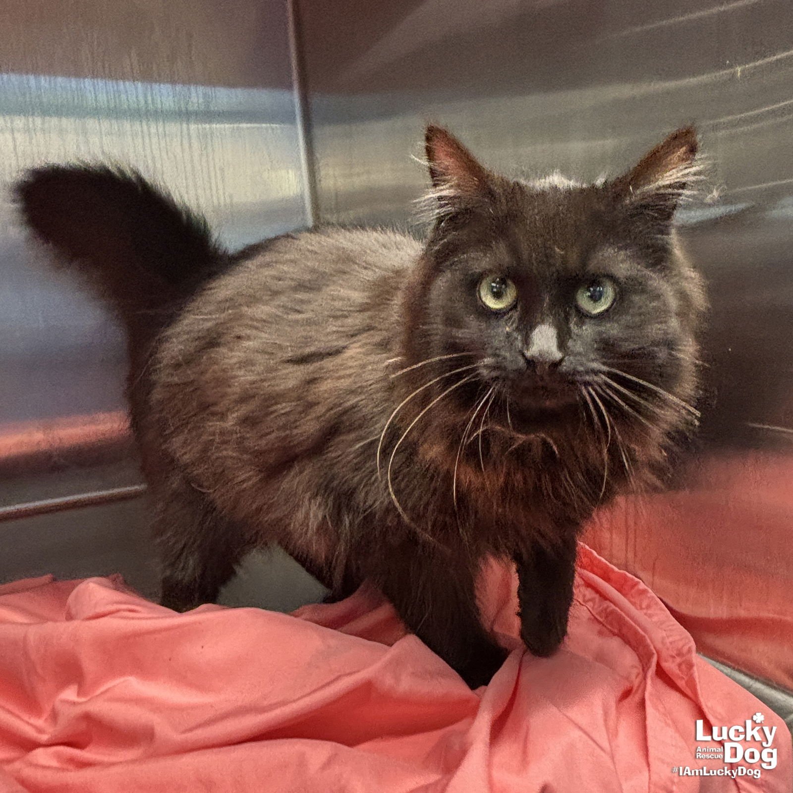 PORSCHE - Domestic Long Hair available for adoption