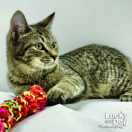 KERMIT - Domestic Short Hair available for adoption