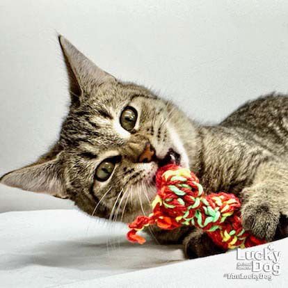 KERMIT - Domestic Short Hair available for adoption