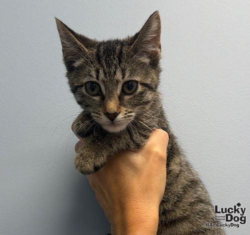 LITTLEFOOT - Domestic Medium Hair available for adoption