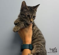 Littlefoot - Photo 3