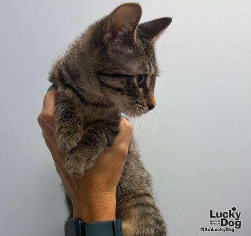 LITTLEFOOT - Domestic Medium Hair available for adoption
