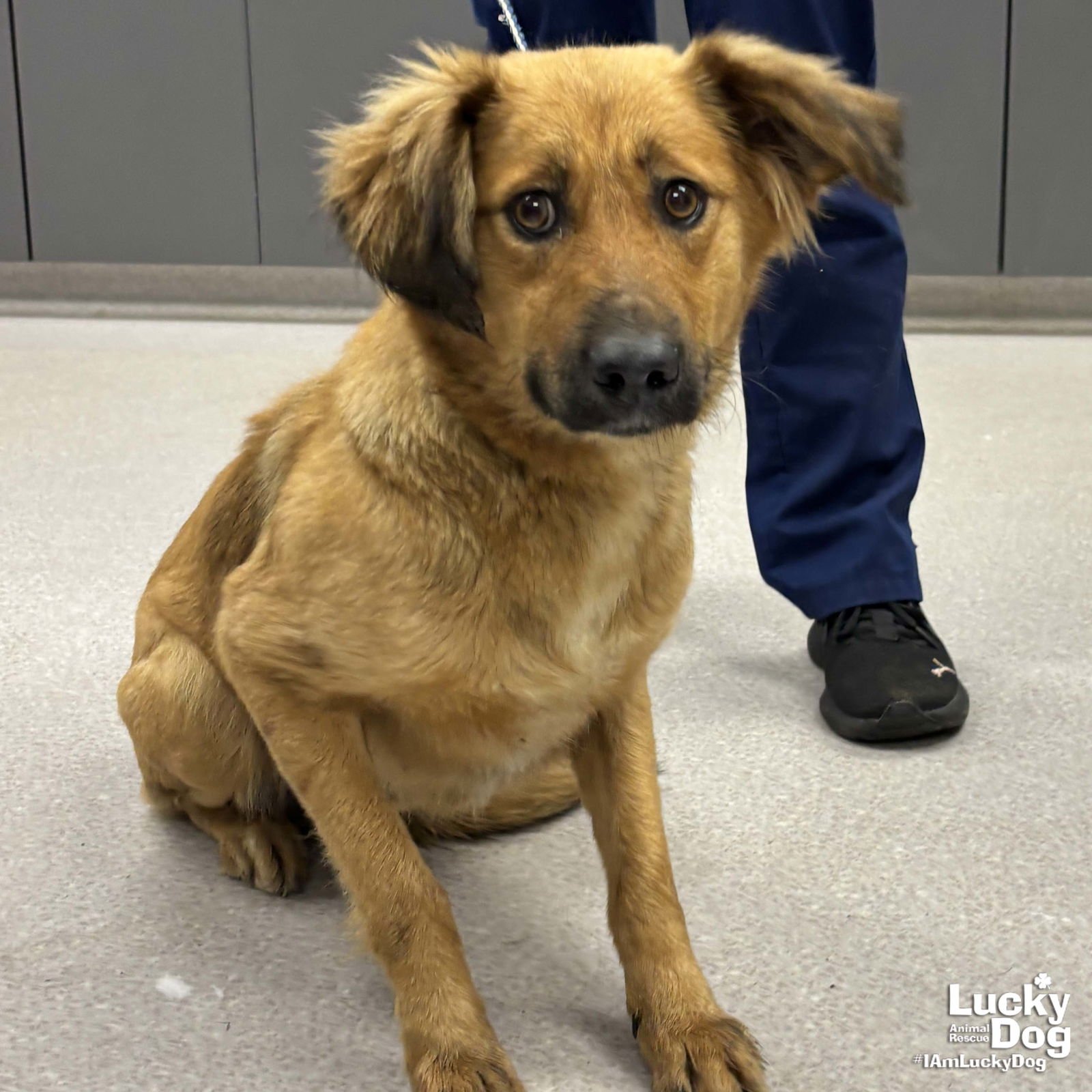 DELLA - Retriever / Shepherd available for adoption