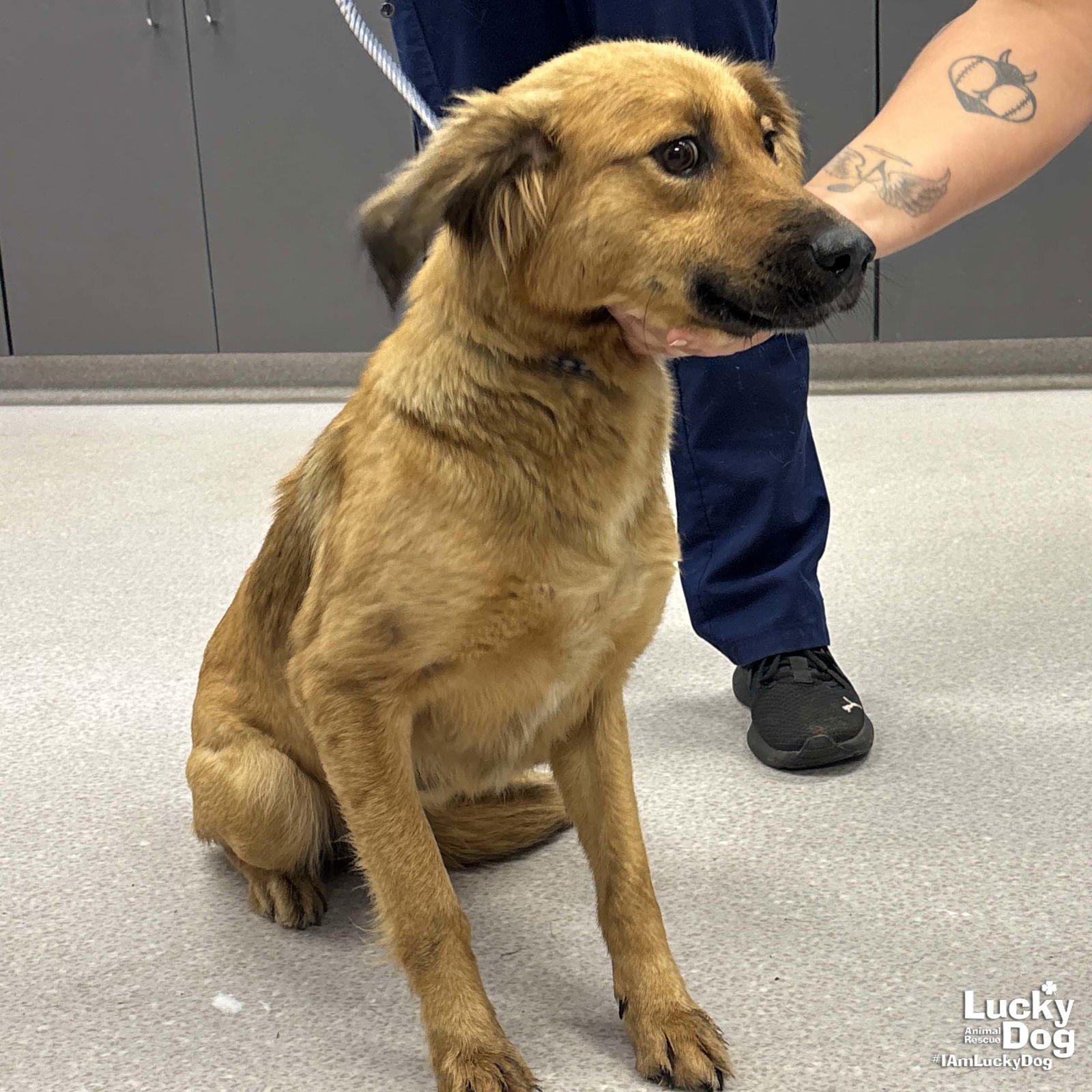 DELLA - Retriever / Shepherd available for adoption