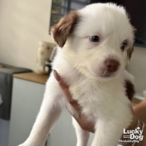 ARTHUR - Border Collie available for adoption