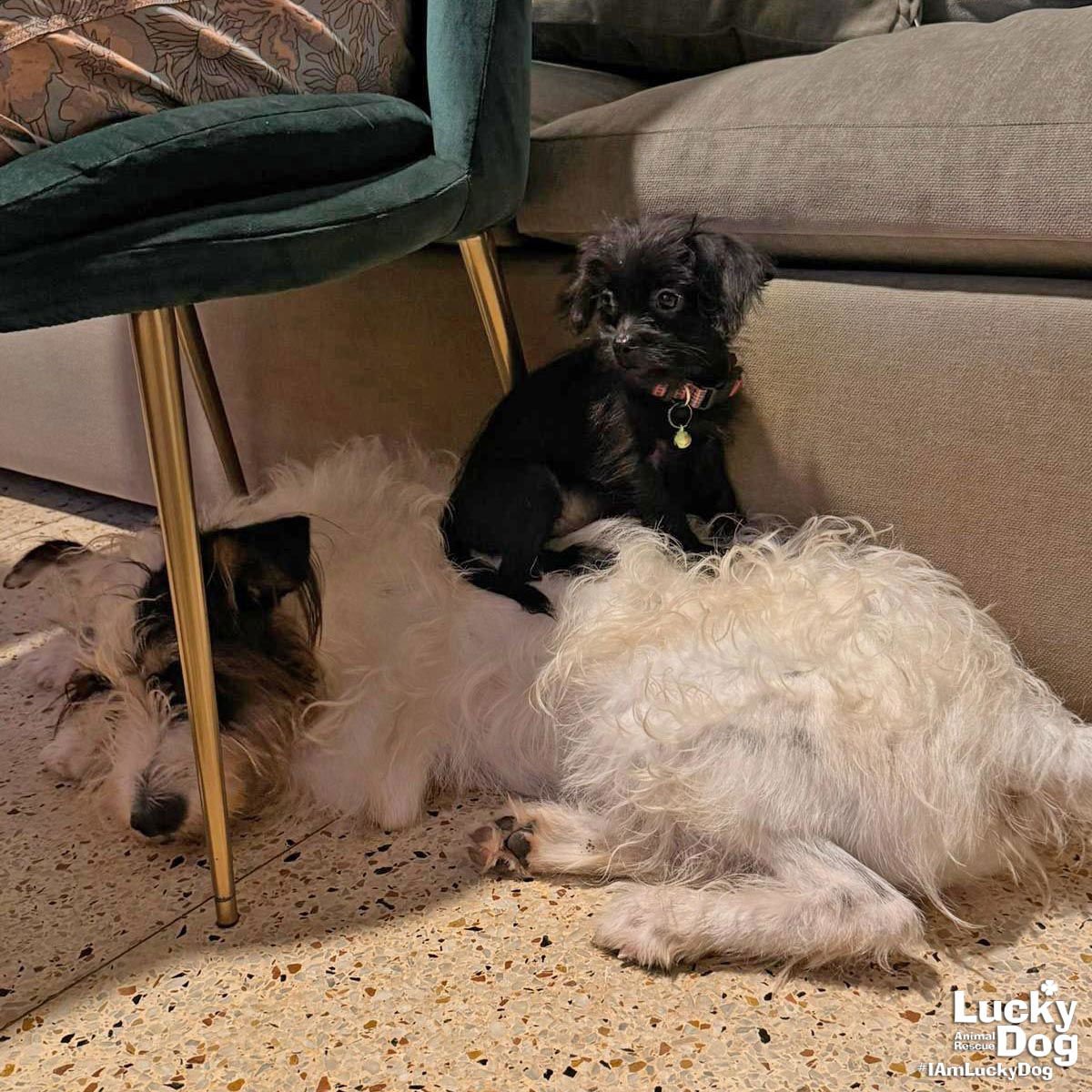 MILES - Chihuahua available for adoption