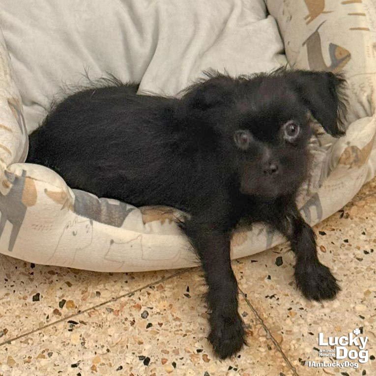 MILES - Chihuahua available for adoption