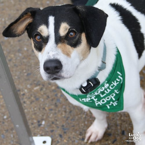 BAILEY - Labrador Retriever available for adoption