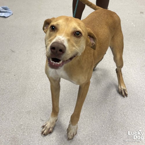 COLD STONE - Labrador Retriever / Hound available for adoption