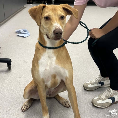COLD STONE - Labrador Retriever / Hound available for adoption