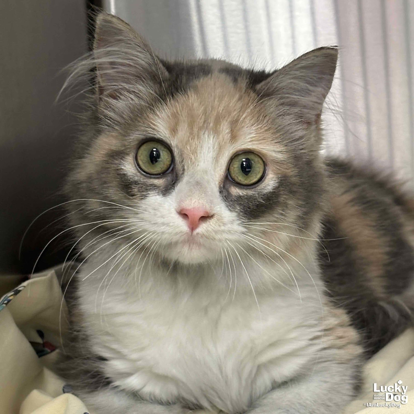 AGATHA - Domestic Long Hair available for adoption