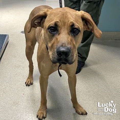 LITTLE LADY - Black Mouth Cur / Boxer available for adoption