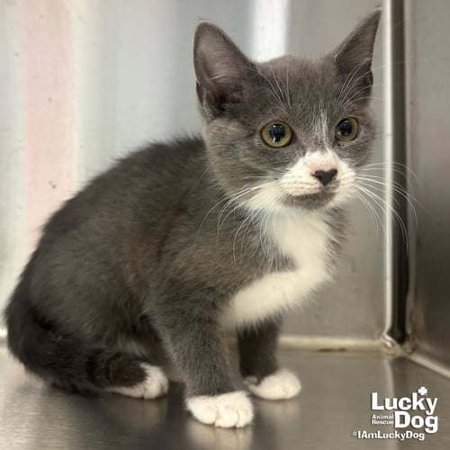 TANJIRO - Domestic Short Hair available for adoption
