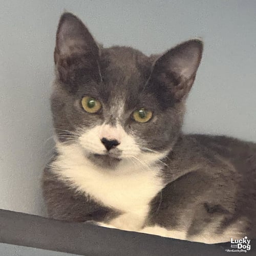 TANJIRO - Domestic Short Hair available for adoption