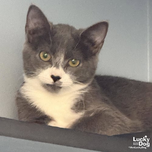 TANJIRO - Domestic Short Hair available for adoption