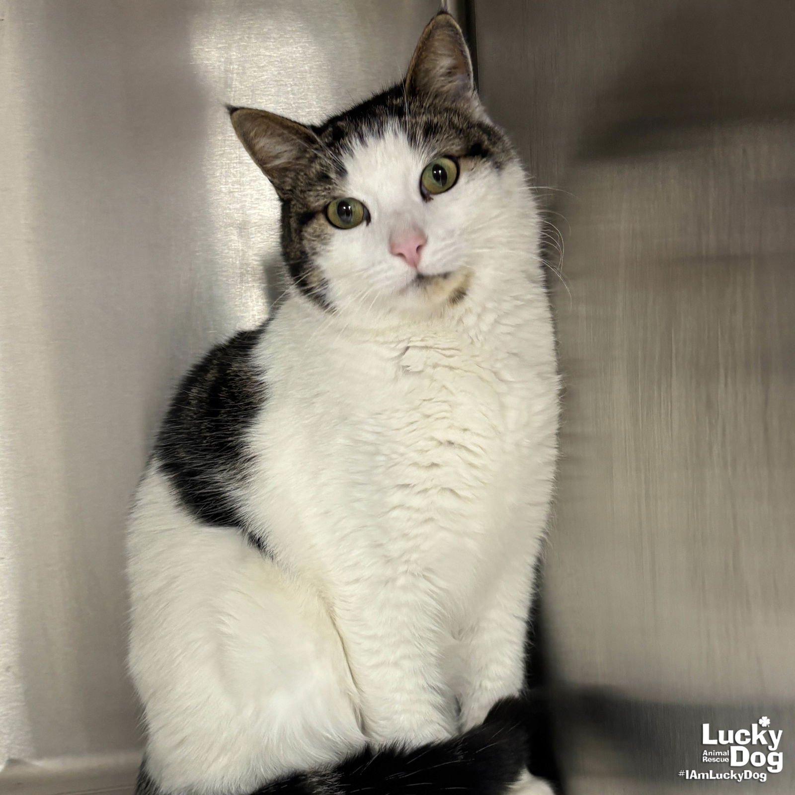 TWOPHER - Domestic Short Hair available for adoption