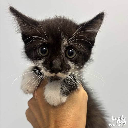 BLACKBERRY - Domestic Short Hair available for adoption