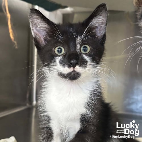 BLACKBERRY - Domestic Short Hair available for adoption