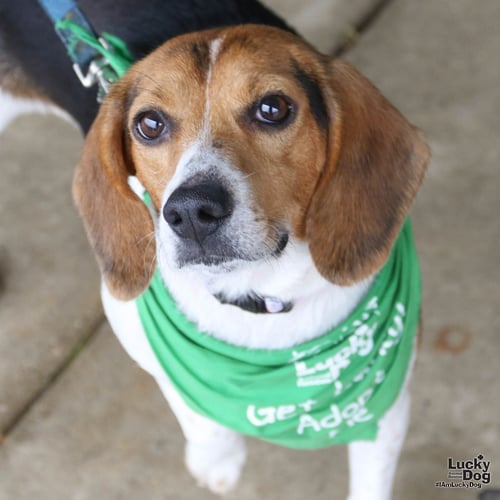 BLANCHE - Beagle available for adoption