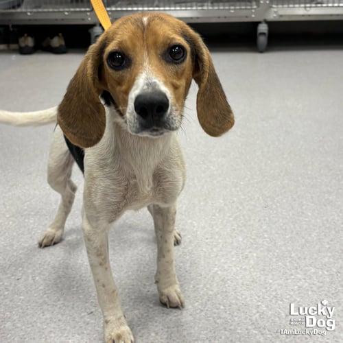 BLANCHE - Beagle available for adoption