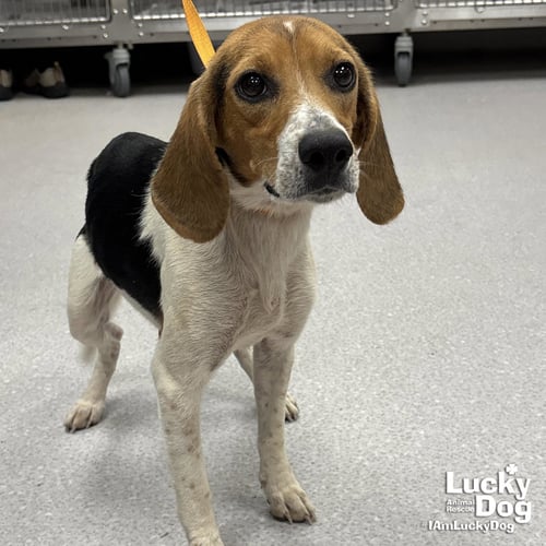 BLANCHE - Beagle available for adoption
