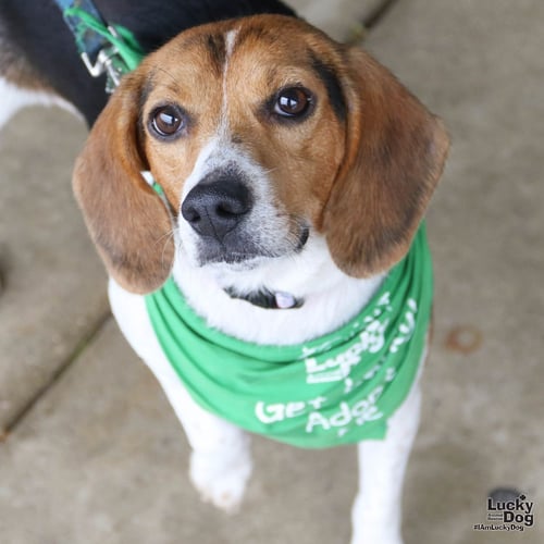 BLANCHE - Beagle available for adoption