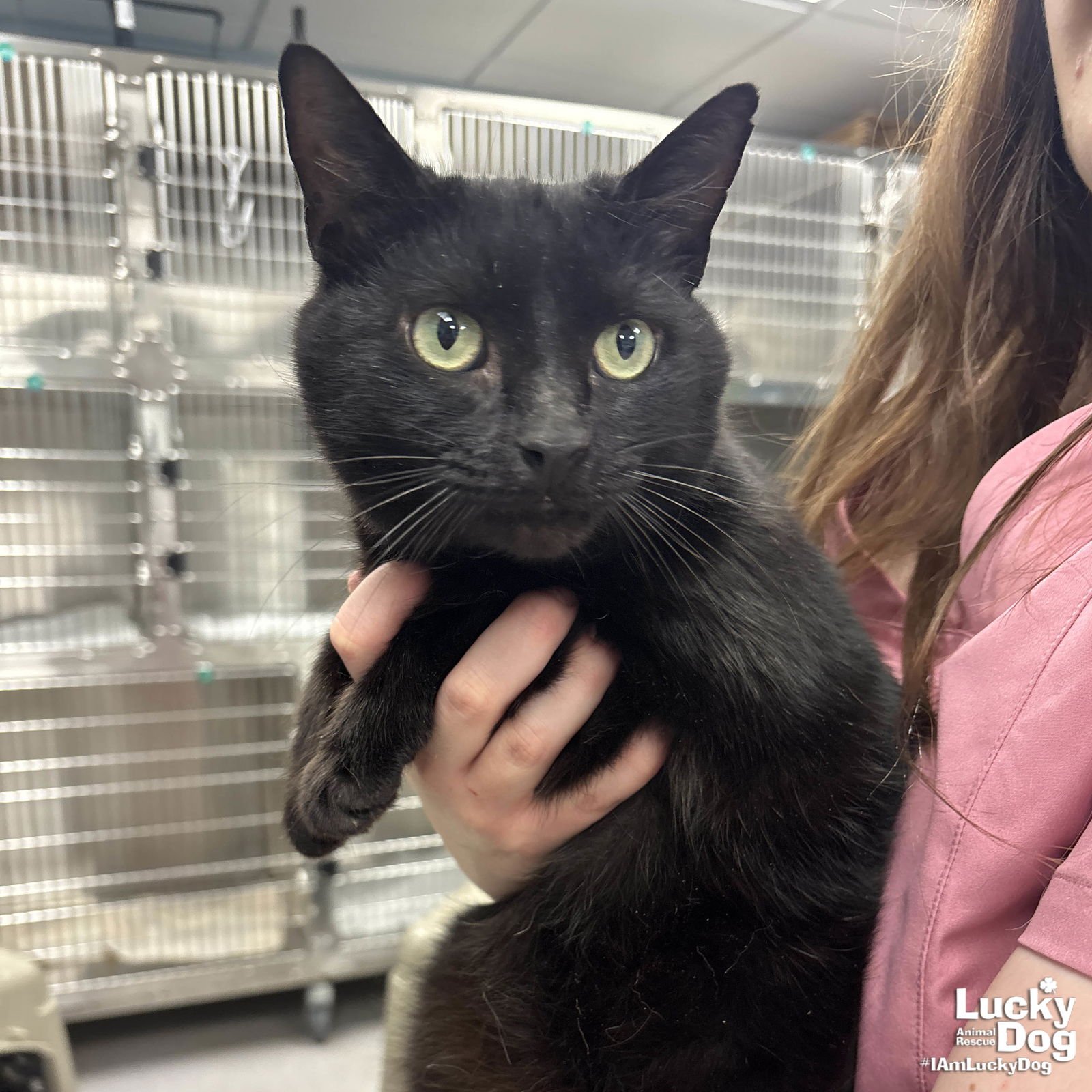 HELIX - Domestic Short Hair available for adoption