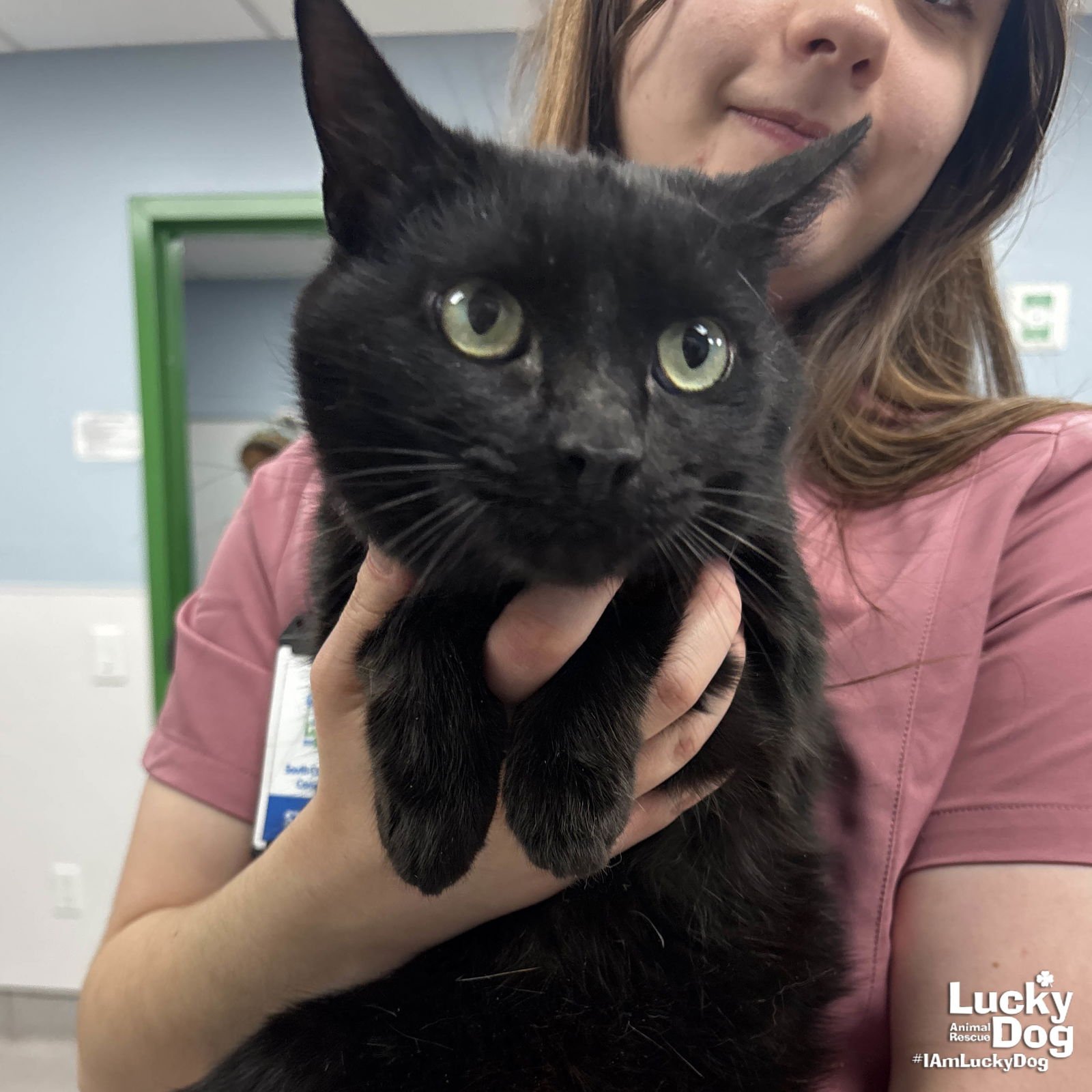 HELIX - Domestic Short Hair available for adoption