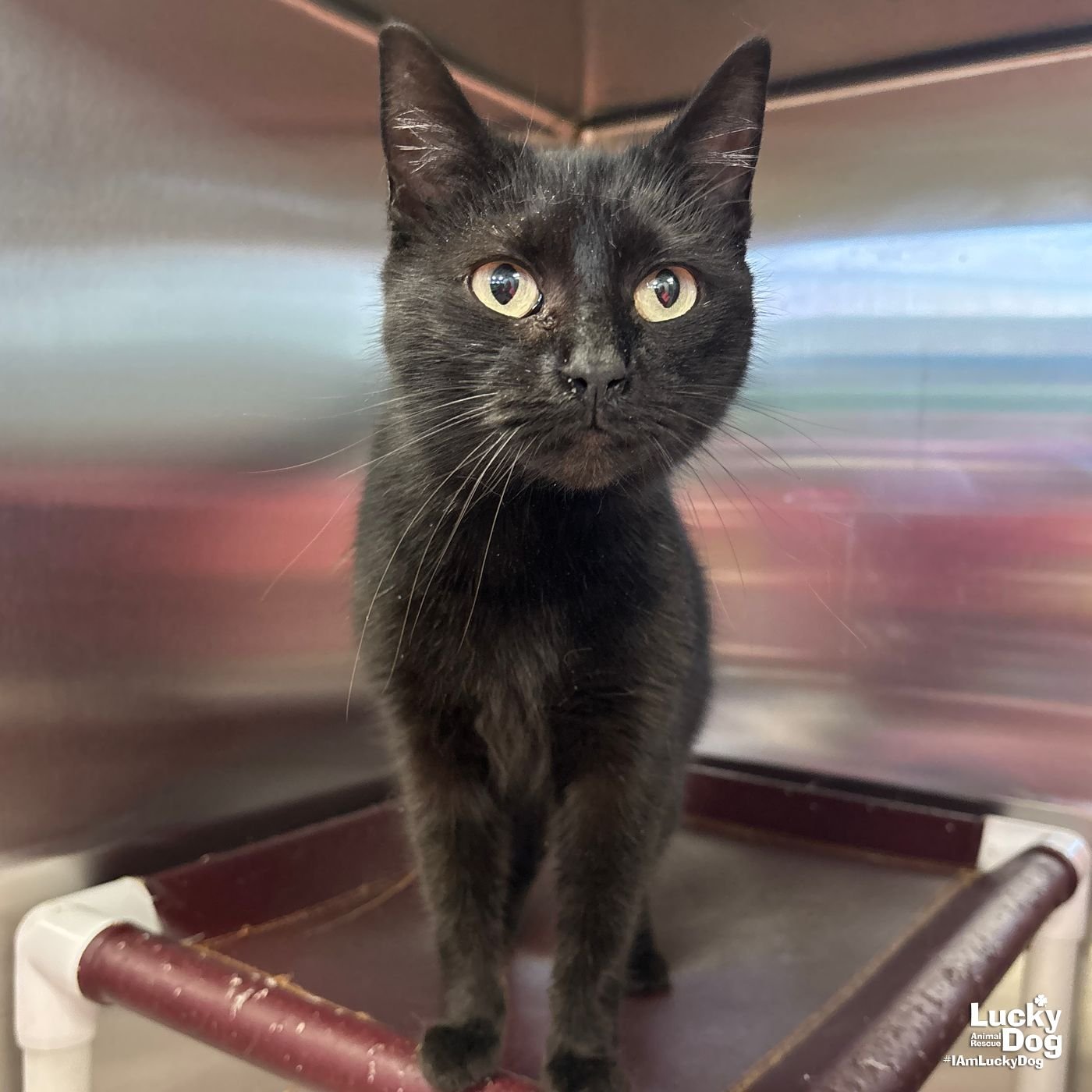 DREW - Domestic Short Hair available for adoption