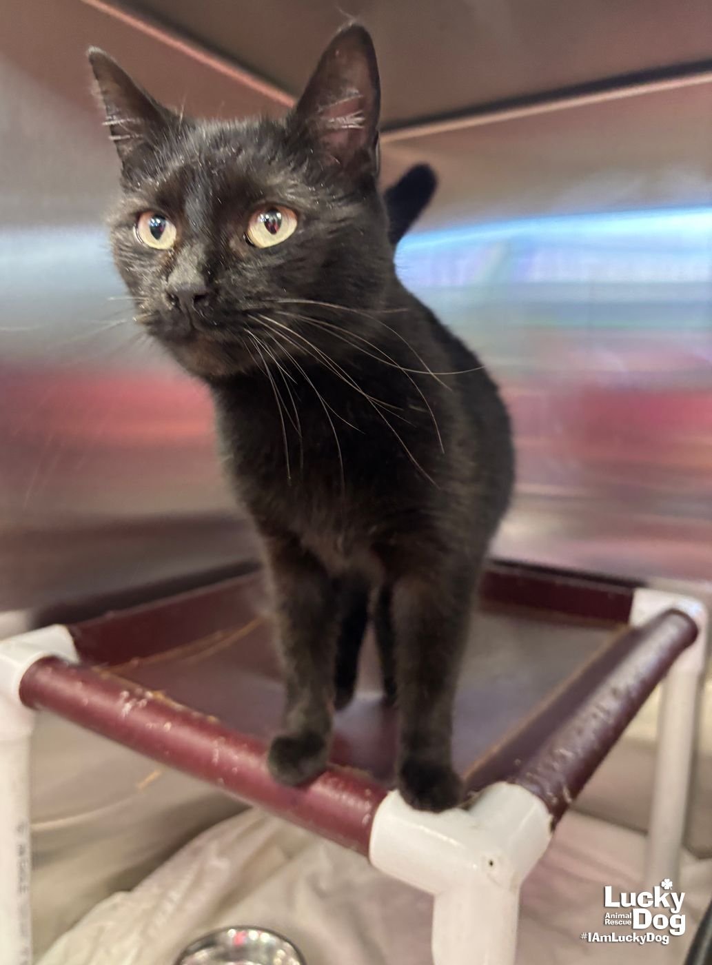 DREW - Domestic Short Hair available for adoption