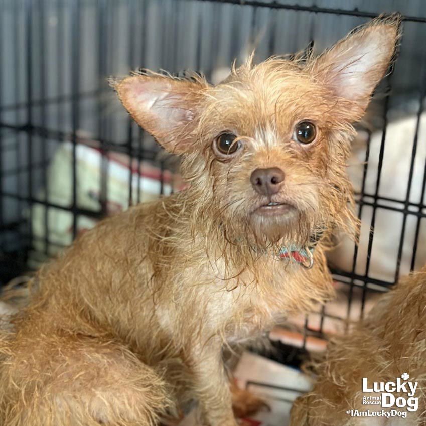 AYUBE - Chihuahua available for adoption