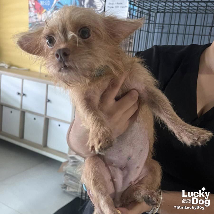 AYUBE - Chihuahua available for adoption