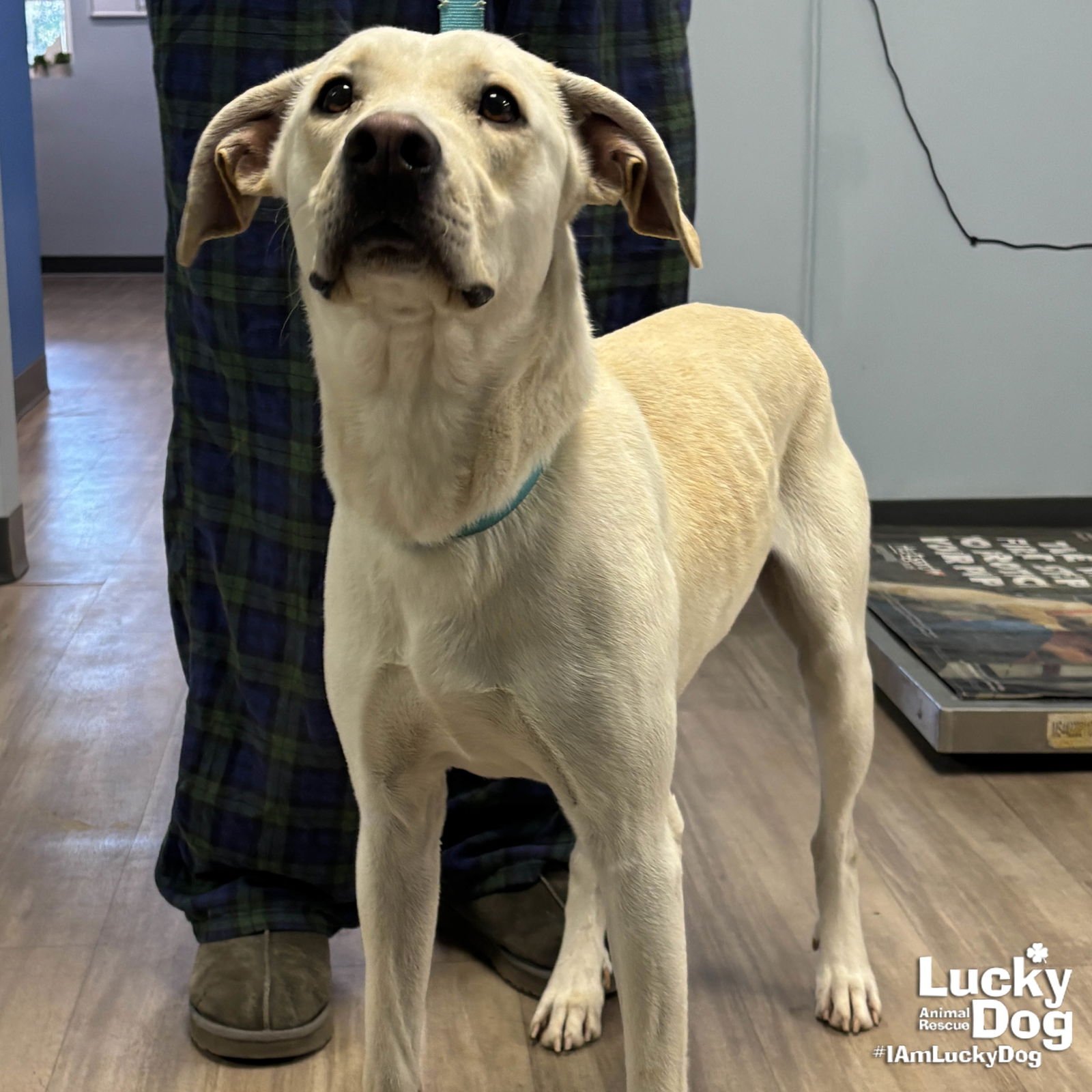 JAMES EARL BONES - Labrador Retriever available for adoption