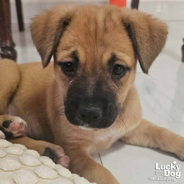 ELAIA - Labrador Retriever available for adoption