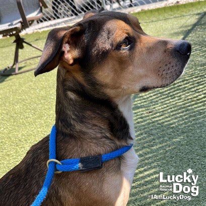 DOBBY - Basset Hound / Beagle available for adoption