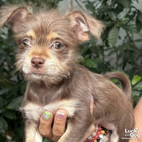 SARAH - Chihuahua available for adoption