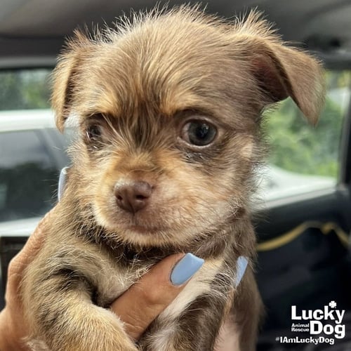 SARAH - Chihuahua available for adoption