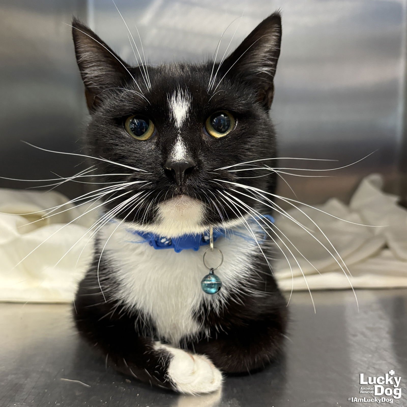 DAVON - Domestic Short Hair available for adoption