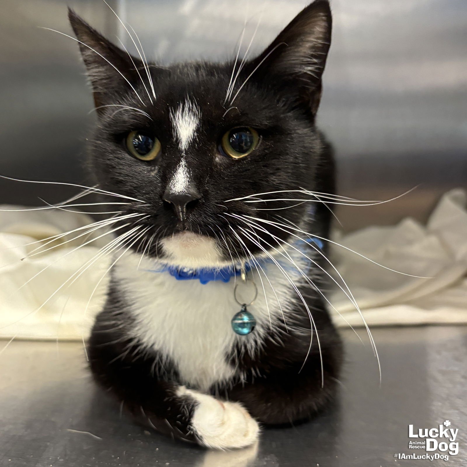 DAVON - Domestic Short Hair available for adoption