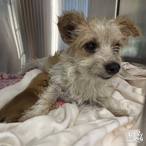 MOLLY - Cairn Terrier available for adoption
