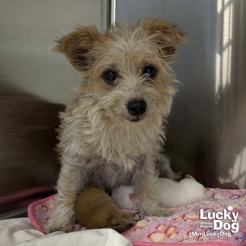 MOLLY - Cairn Terrier available for adoption