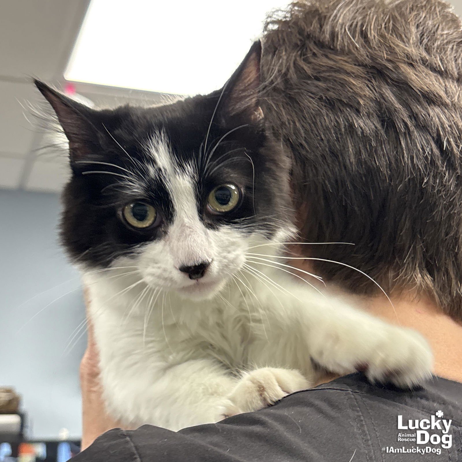 MALKIN - Domestic Short Hair available for adoption