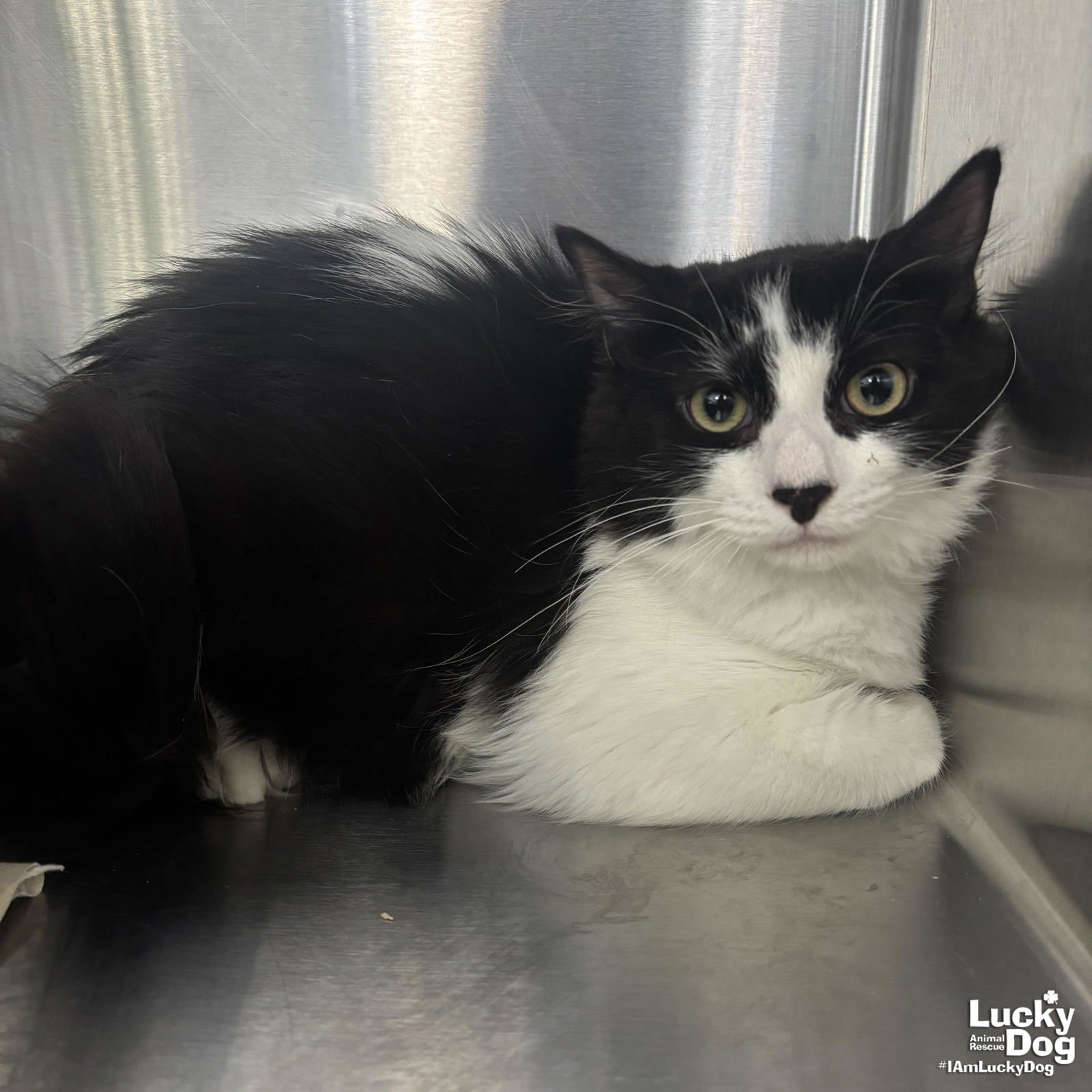 MALKIN - Domestic Short Hair available for adoption