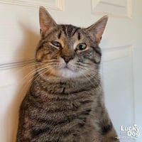 Panini - Photo 2