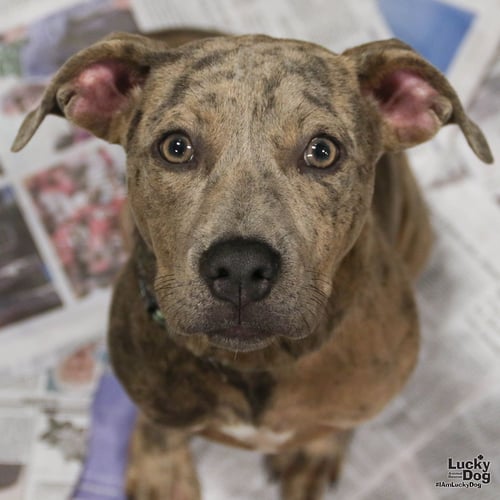 DONALD - Catahoula Leopard Dog / Labrador Retriever available for adoption