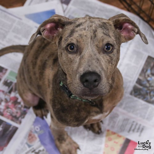 DONALD - Catahoula Leopard Dog / Labrador Retriever available for adoption