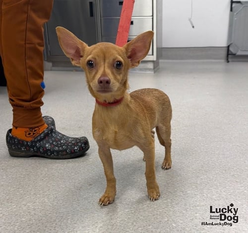 BRUNO - Chihuahua available for adoption