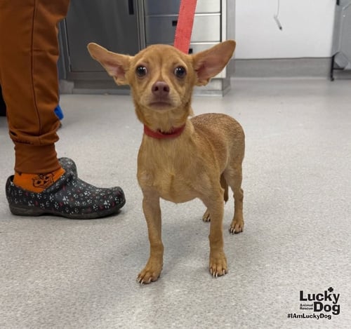 BRUNO - Chihuahua available for adoption