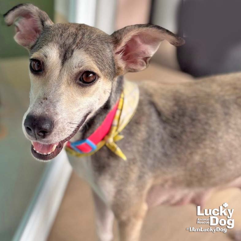 CRISTY - Labrador Retriever available for adoption